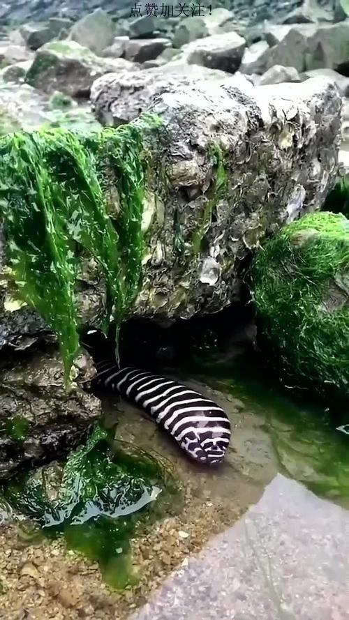 毛魚圖片，“毛魚”在不同地區(qū)指代不同物種