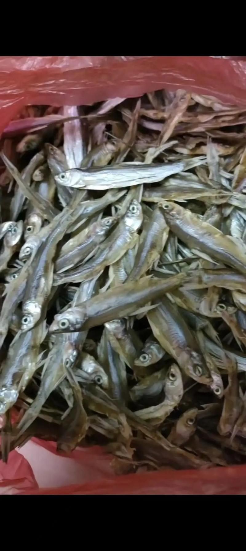毛魚圖片，“毛魚”在不同地區(qū)指代不同物種