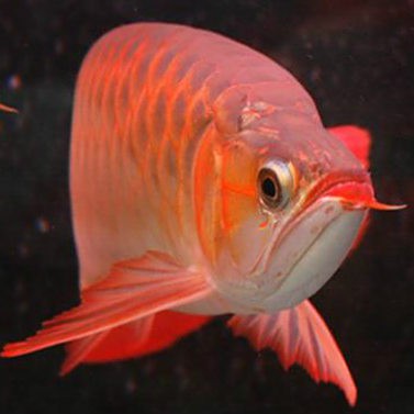 上海最大的觀賞魚市場，上海水族天堂——三大觀賞魚市場