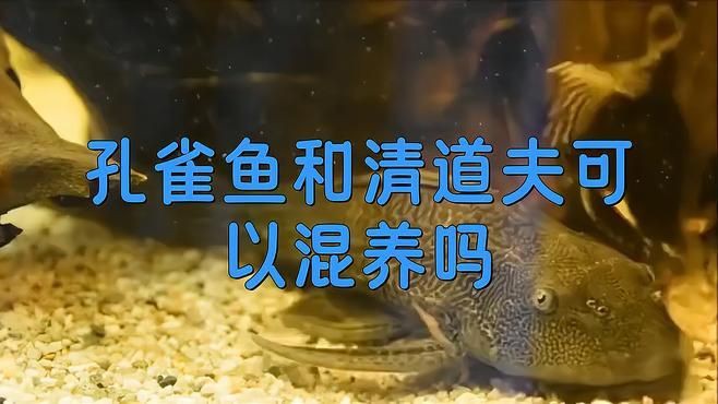 孔雀魚配什么清潔工，《孔雀魚配什么清潔工》