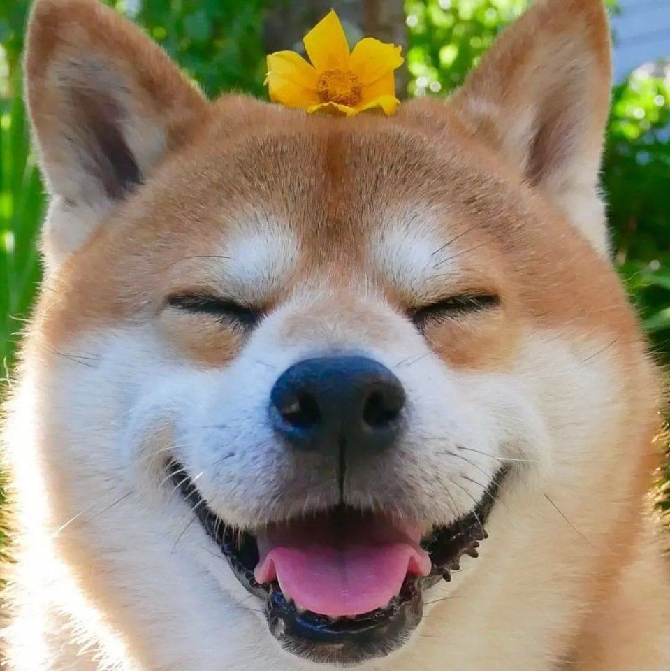 怎么判斷小金魚懷孕了，怎么判斷小金魚是否懷孕 怎么判斷小金魚懷孕了，怎么判斷小金魚是否懷孕 龍魚百科 第14張