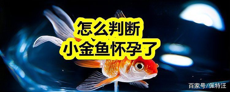 怎么判斷小金魚懷孕了，怎么判斷小金魚是否懷孕 怎么判斷小金魚懷孕了，怎么判斷小金魚是否懷孕 龍魚百科 第15張
