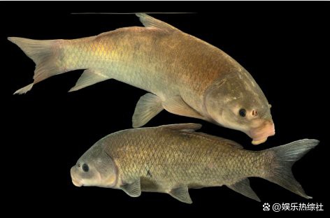 什么魚壽命最長， 什么魚壽命最長，\