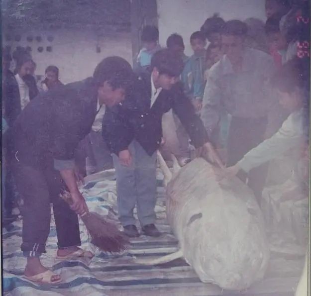什么魚壽命最長， 什么魚壽命最長，\