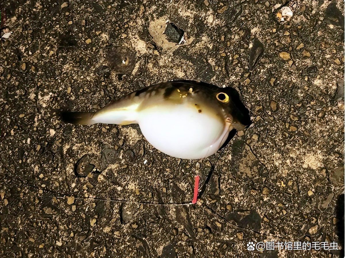 什么魚壽命最長， 什么魚壽命最長，\