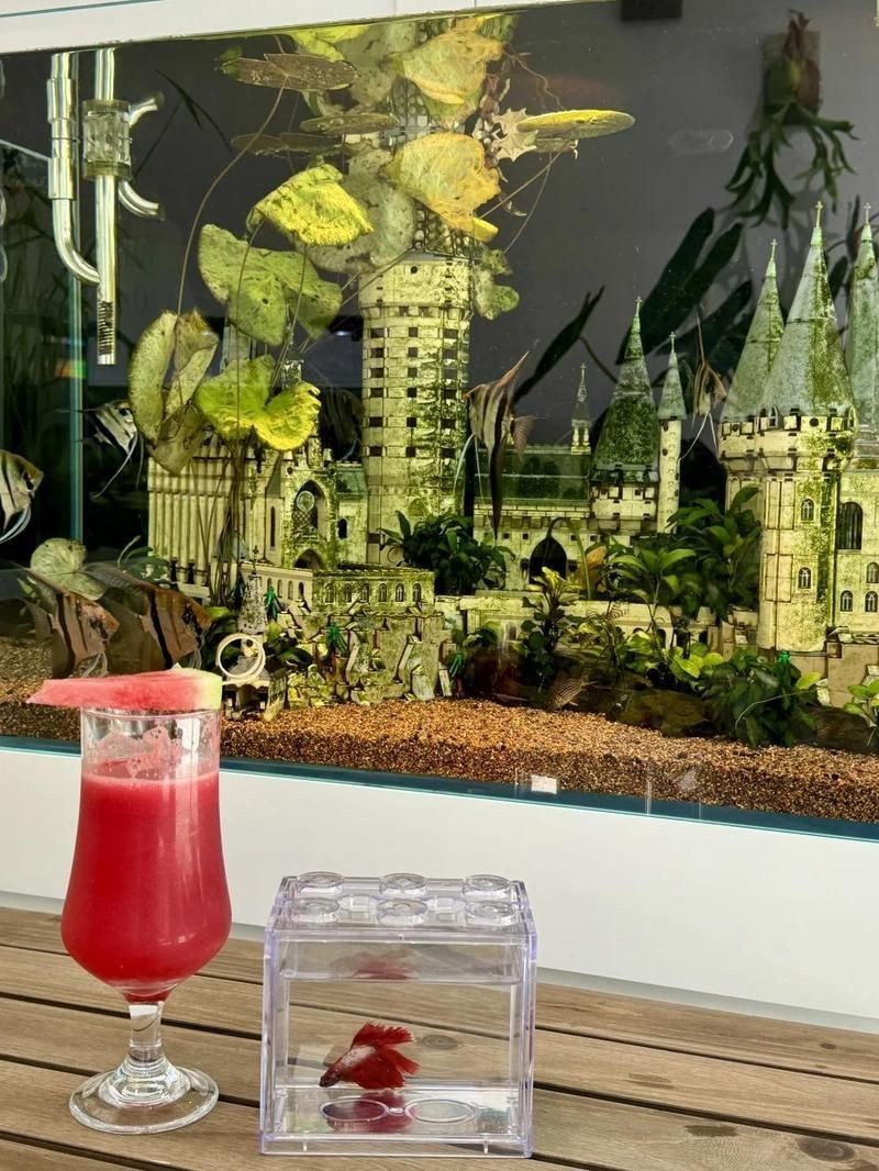 紹興魚缸店,紹興市柯橋區柯橋一岡水族商店 全國水族館企業名錄 第1張 紹興魚缸店,紹興市柯橋區柯橋一岡水族商店 紹興魚缸店,紹興市柯橋區柯橋一岡水族商店 全國水族館企業名錄 第1張