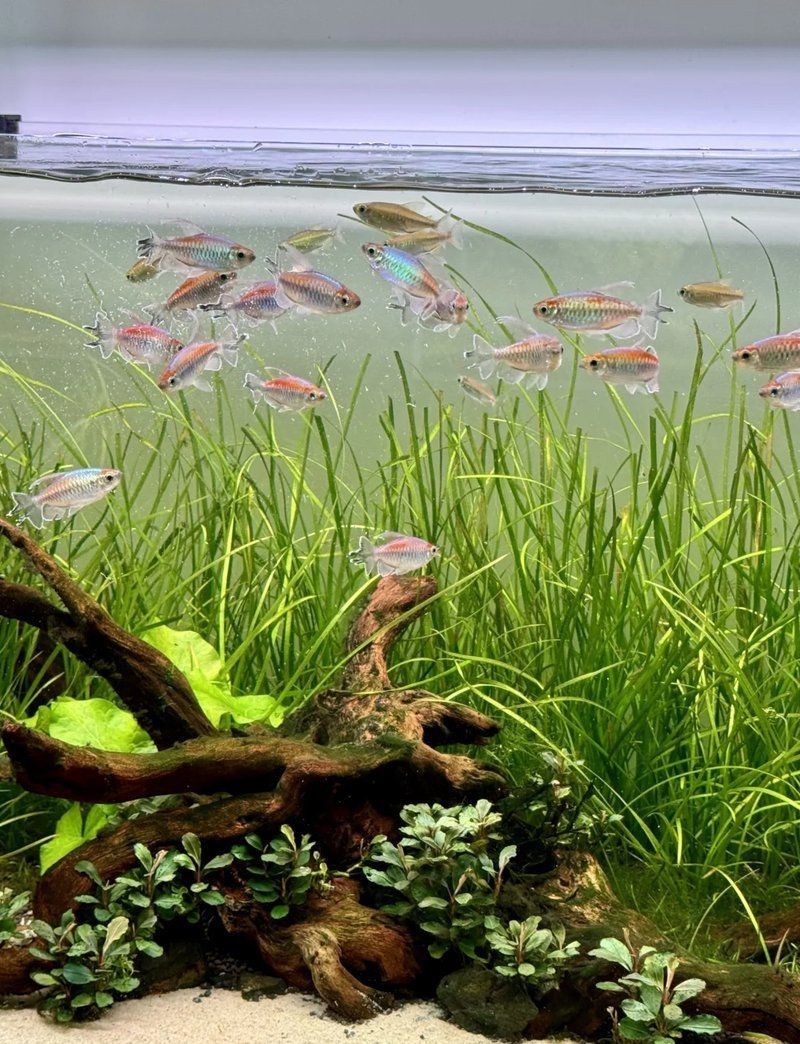 紹興魚缸店,紹興市柯橋區柯橋一岡水族商店 全國水族館企業名錄 第3張 紹興魚缸店,紹興市柯橋區柯橋一岡水族商店 紹興魚缸店,紹興市柯橋區柯橋一岡水族商店 全國水族館企業名錄 第3張