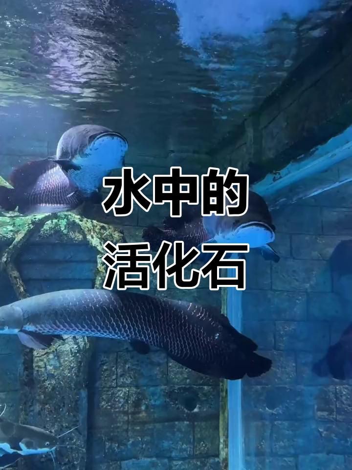 恐龍時代最大的魚,云南發(fā)現(xiàn)3.9億年前東方魚化石,揭示恐龍時代的魚類 龍魚百科 第3張 恐龍時代最大的魚,云南發(fā)現(xiàn)3.9億年前東方魚化石,揭示恐龍時代的魚類 恐龍時代最大的魚,云南發(fā)現(xiàn)3.9億年前東方魚化石,揭示恐龍時代的魚類 龍魚百科 第3張