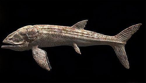 恐龍時代最大的魚,云南發(fā)現(xiàn)3.9億年前東方魚化石,揭示恐龍時代的魚類 龍魚百科 第2張 恐龍時代最大的魚,云南發(fā)現(xiàn)3.9億年前東方魚化石,揭示恐龍時代的魚類 恐龍時代最大的魚,云南發(fā)現(xiàn)3.9億年前東方魚化石,揭示恐龍時代的魚類 龍魚百科 第2張