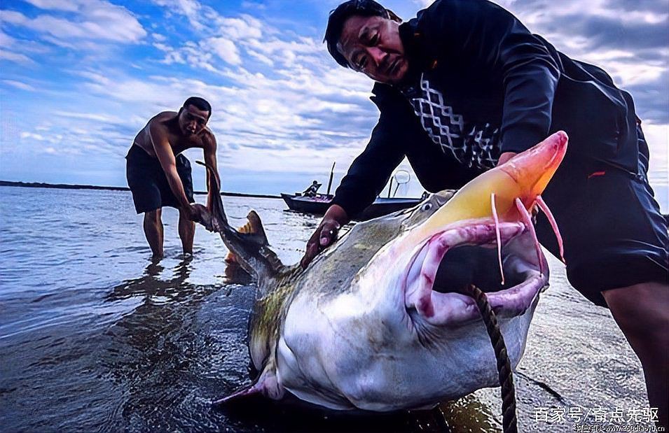 恐龍時代最大的魚,云南發(fā)現(xiàn)3.9億年前東方魚化石,揭示恐龍時代的魚類 龍魚百科 第4張 恐龍時代最大的魚,云南發(fā)現(xiàn)3.9億年前東方魚化石,揭示恐龍時代的魚類 恐龍時代最大的魚,云南發(fā)現(xiàn)3.9億年前東方魚化石,揭示恐龍時代的魚類 龍魚百科 第4張