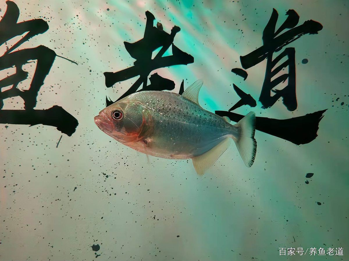 有沒有具體的紅龍魚拒食案例分享？，養魚老道，紅龍魚拒食案例