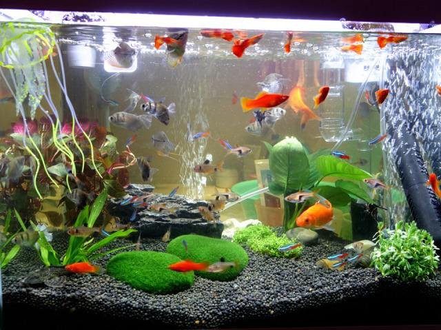 養一條魚的大忌，《養一條魚的大忌》養一條魚的大忌2周