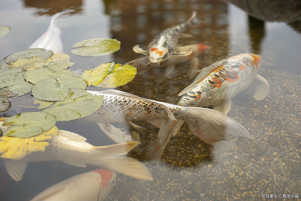 養一條魚的大忌，《養一條魚的大忌》養一條魚的大忌2周
