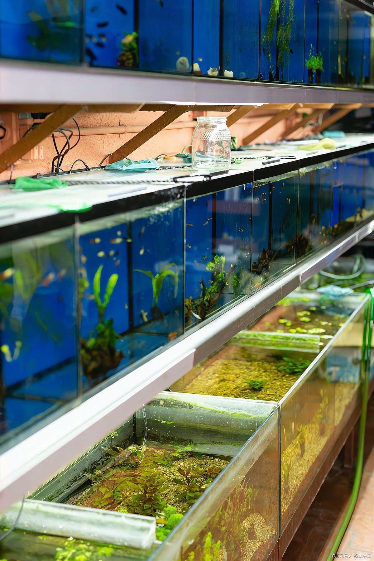 養一條魚的大忌，《養一條魚的大忌》養一條魚的大忌2周