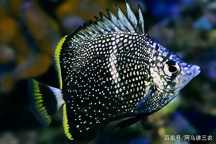 養一條魚的大忌，《養一條魚的大忌》養一條魚的大忌2周