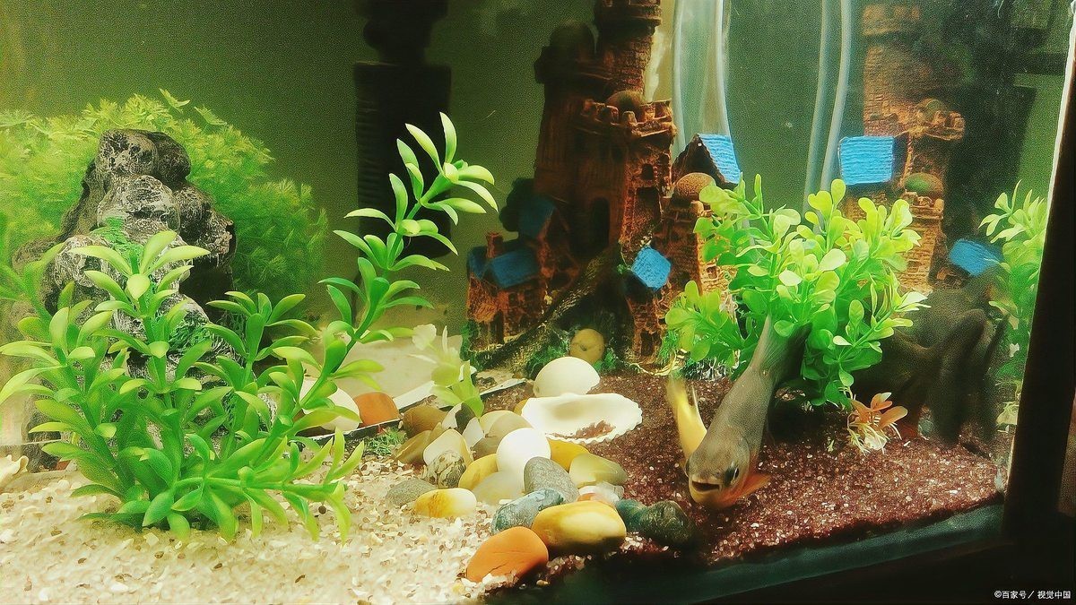 養一條魚的大忌，《養一條魚的大忌》養一條魚的大忌2周