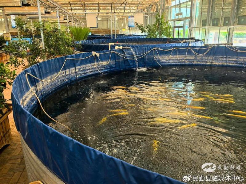 民勤龍魚店，“魚生有你（紙包魚）”民勤龍魚店開業一周年開業