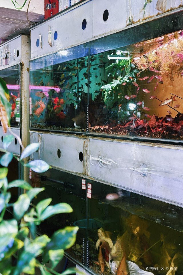 喀喇沁水族店，喀喇沁旗水云間水族旗艦店為何注銷水智方水族旗艦店