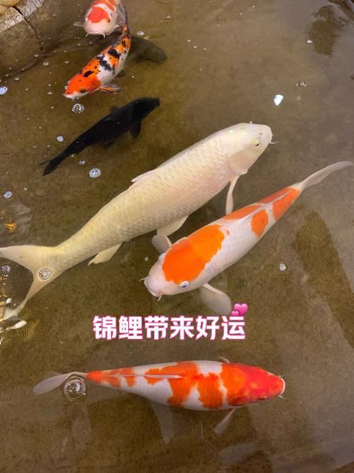 錦鯉鯉魚圖片，錦鯉與鯉魚圖片展示與解析