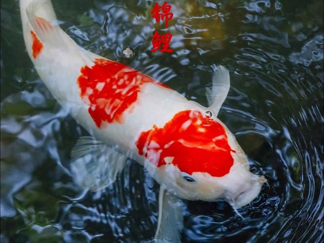 錦鯉鯉魚圖片，錦鯉與鯉魚圖片展示與解析