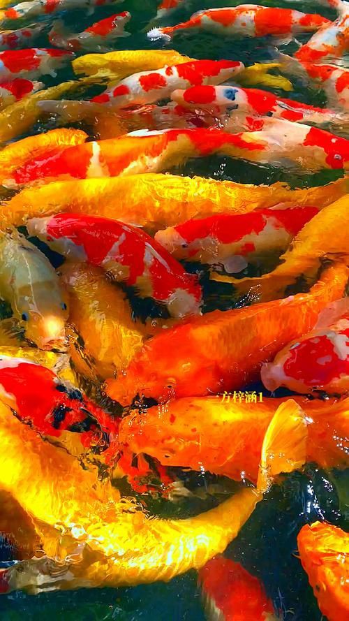 錦鯉鯉魚圖片，錦鯉與鯉魚圖片展示與解析