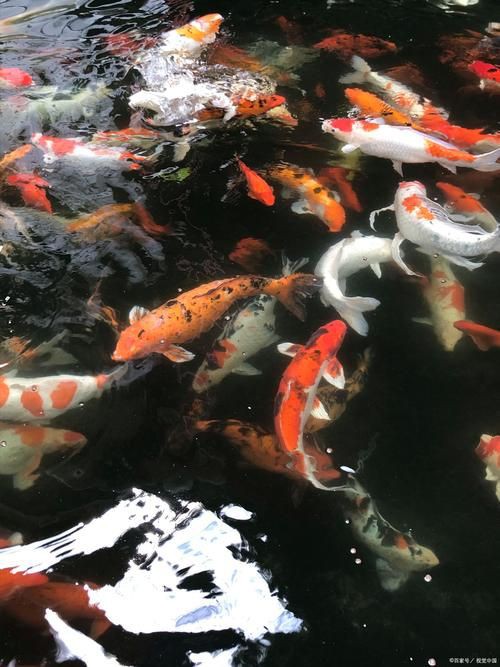 錦鯉鯉魚圖片，錦鯉與鯉魚圖片展示與解析