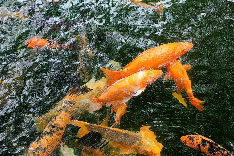 錦鯉鯉魚圖片，錦鯉與鯉魚圖片展示與解析