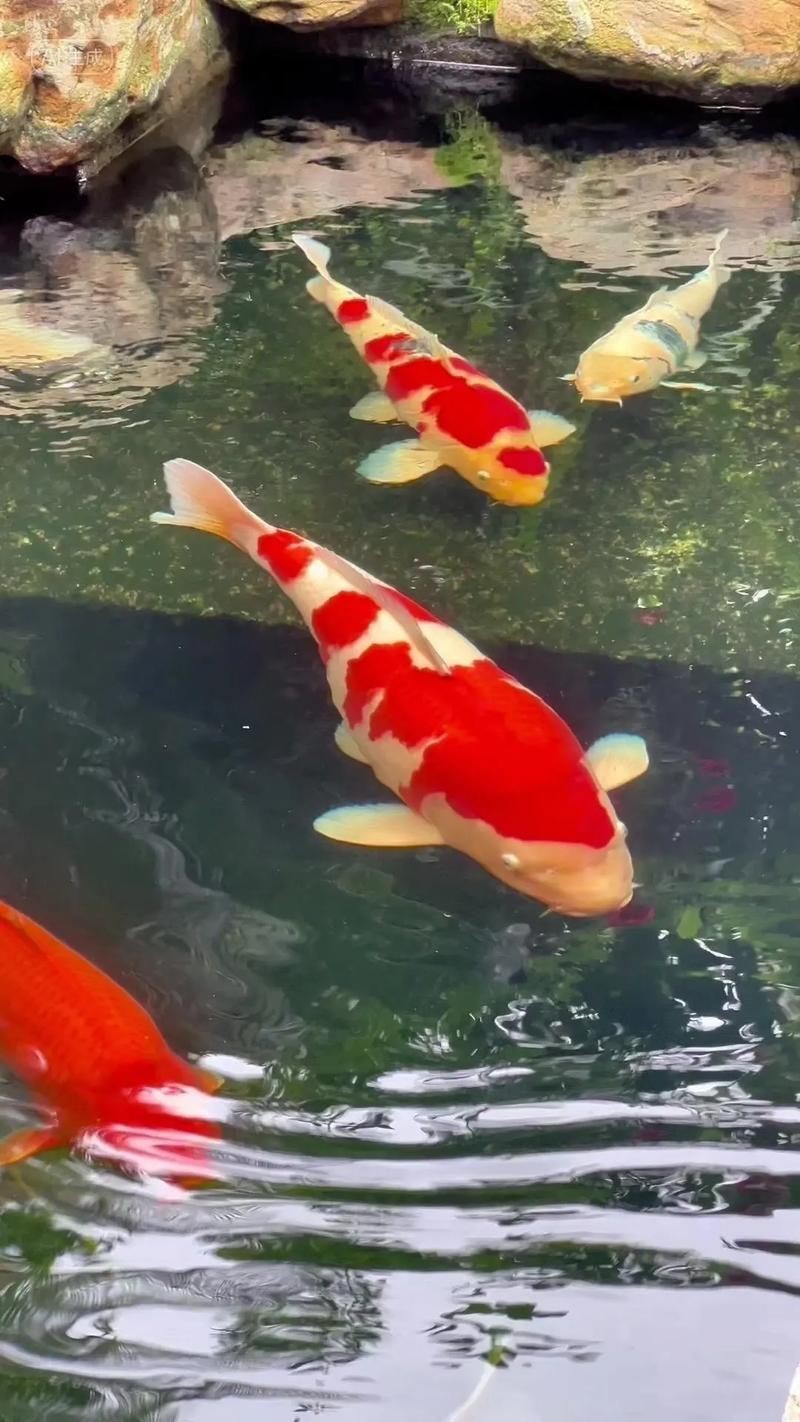 錦鯉鯉魚圖片，錦鯉與鯉魚圖片展示與解析