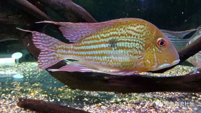 七彩和尚食土鯛魚能長多大 七彩和尚食土鯛魚能長多大 龍魚論壇 第5張