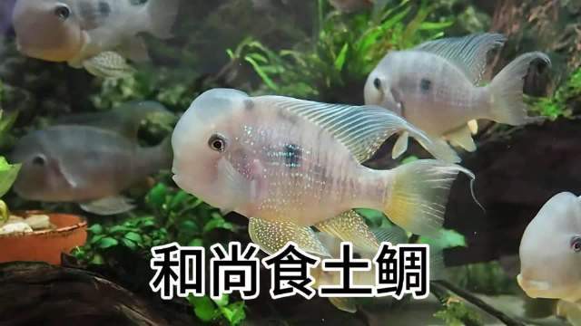 七彩和尚食土鯛魚能長多大 七彩和尚食土鯛魚能長多大 龍魚論壇 第1張