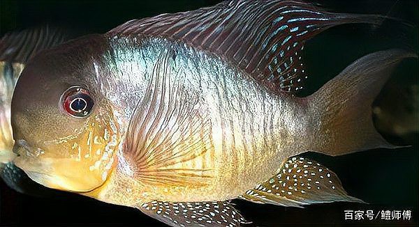 七彩和尚食土鯛魚能長多大 七彩和尚食土鯛魚能長多大 龍魚論壇 第3張