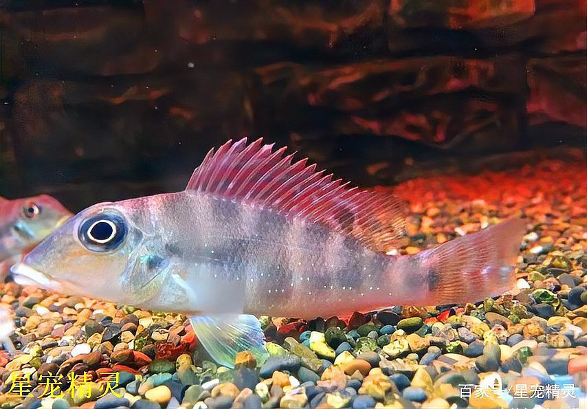 七彩和尚食土鯛魚能長多大 七彩和尚食土鯛魚能長多大 龍魚論壇 第4張