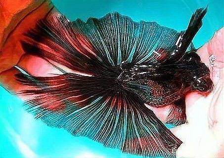 有哪些藥物可以幫助魚自愈？，助力魚類自愈的藥物 有哪些藥物可以幫助魚自愈？，助力魚類自愈的藥物 龍魚百科 第3張