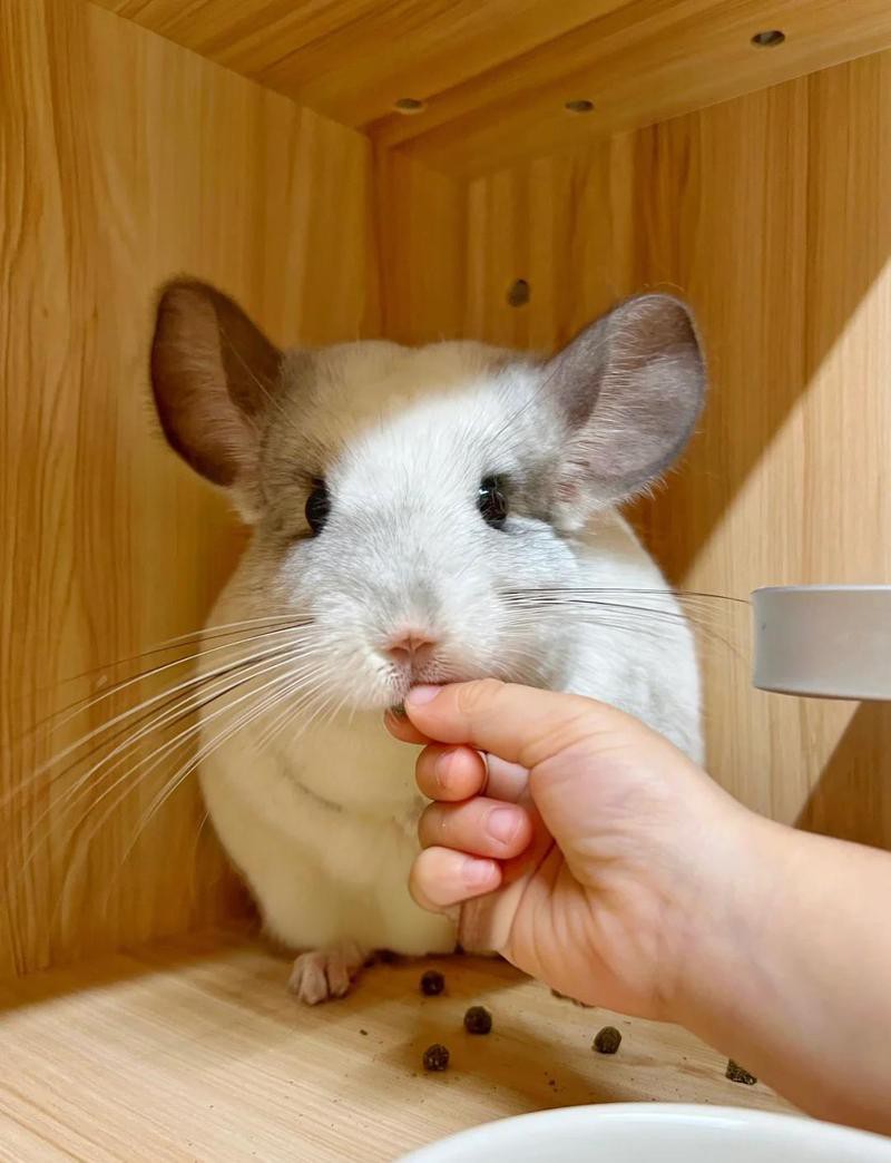 養龍貓的十大危害，養龍貓的十大主要危害，龍貓的7大缺點，你了解嗎