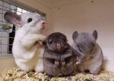 養龍貓的十大危害，養龍貓的十大主要危害，龍貓的7大缺點，你了解嗎