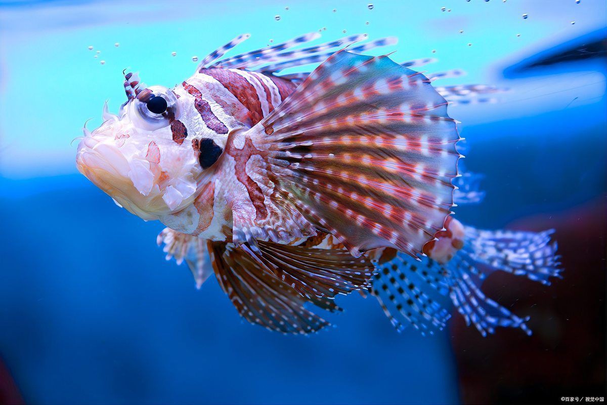 瑪麗魚喜歡酸性水還是堿性水，養魚老道,瑪麗魚的養殖方法大自然的知識鋪