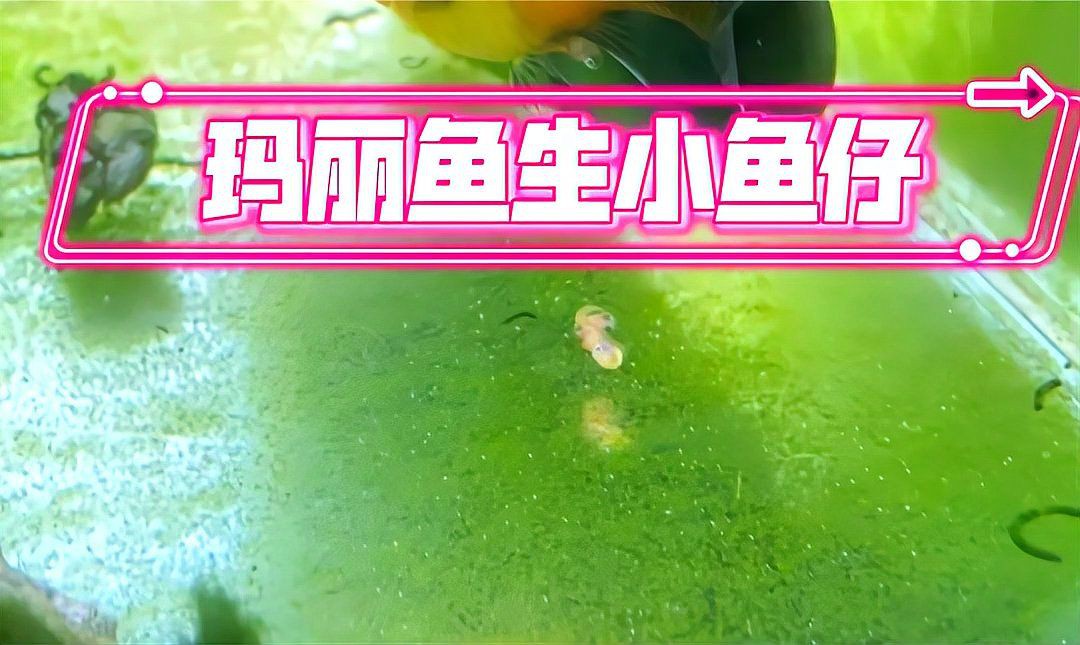 瑪麗魚喜歡酸性水還是堿性水，養魚老道,瑪麗魚的養殖方法大自然的知識鋪