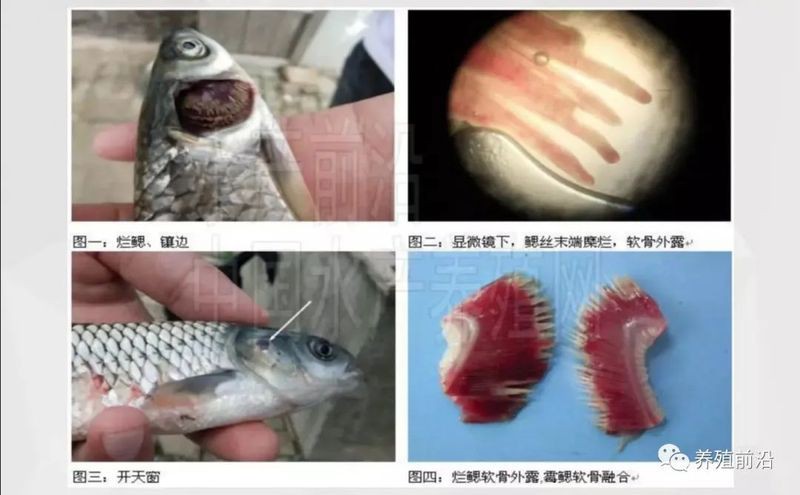 爛鰓病魚如何安全處理？，《爛鰓病魚如何安全處理？》