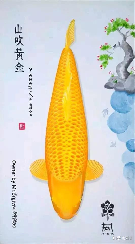七鯉魚圖片100張，《七會，圖片，曾創下單》