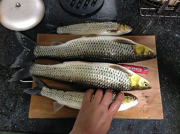 紅勾鉤魚是什么檔次的魚，紅勾鉤魚有哪些品種 紅勾鉤魚是什么檔次的魚，紅勾鉤魚有哪些品種 龍魚論壇 第3張