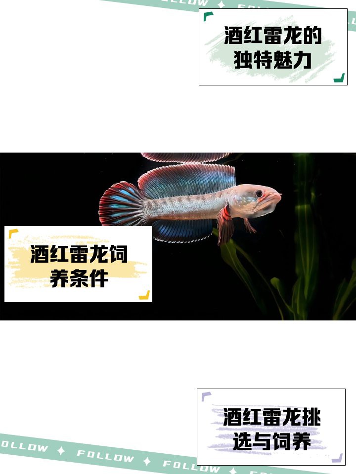 什么品種的龍魚最小，體型最小的龍魚品種