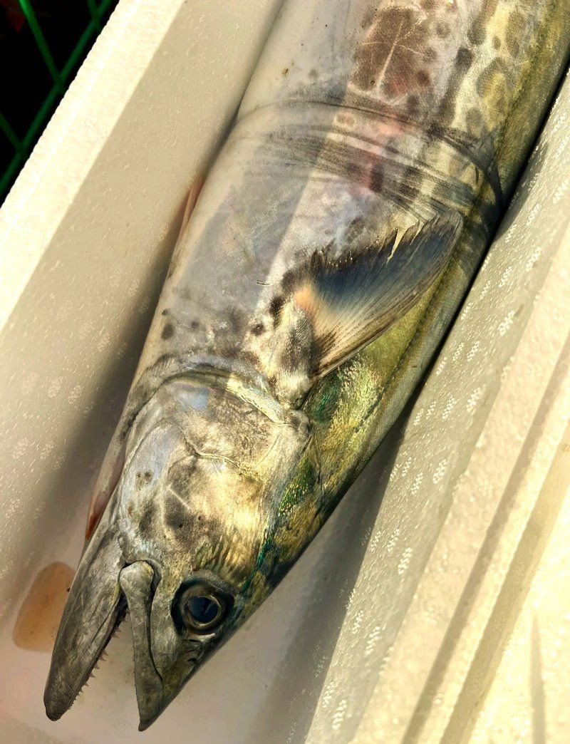 如何鑒別鲅魚體內的寄生蟲和魚筋？，《如何鑒別鲅魚體內的寄生蟲和魚筋》