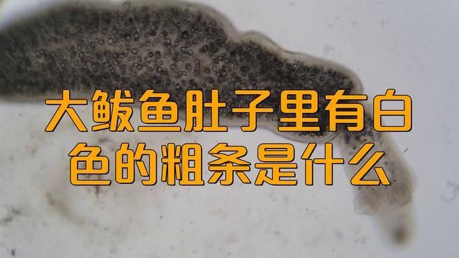 如何鑒別鲅魚體內(nèi)的寄生蟲和魚筋？，《如何鑒別鲅魚體內(nèi)的寄生蟲和魚筋》