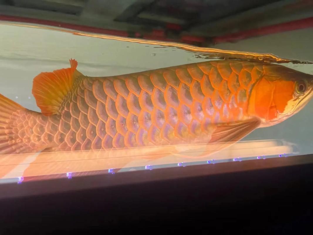 紅龍上色效果展示，養紅龍魚發色出狀態攻略紅龍魚發色出狀態攻略 紅龍上色效果展示，養紅龍魚發色出狀態攻略紅龍魚發色出狀態攻略 龍魚百科 第21張