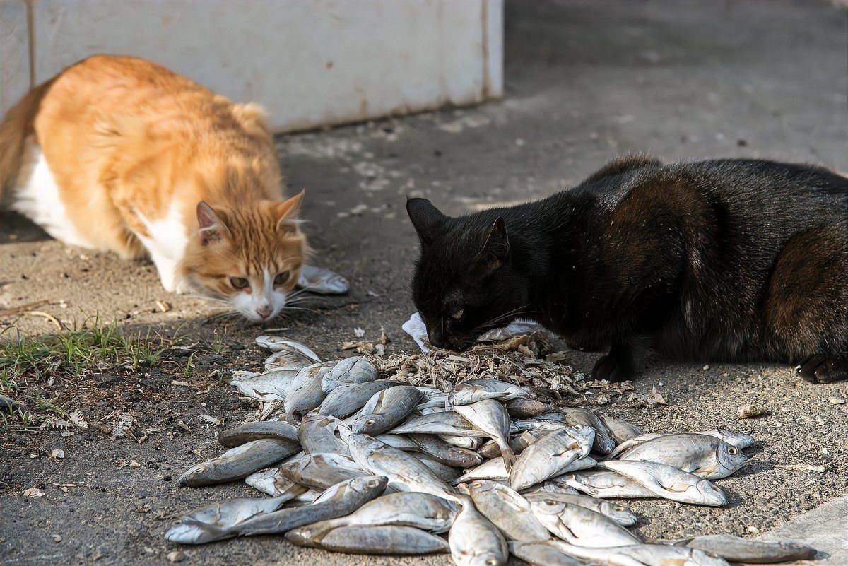 貓糧和魚糧哪個健康，貓糧和魚糧哪個健康在寵物食品的選擇上，貓糧與魚糧哪個健康