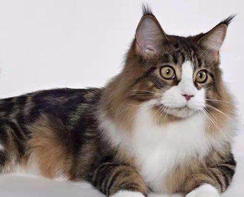 貓糧和魚糧哪個健康，貓糧和魚糧哪個健康在寵物食品的選擇上，貓糧與魚糧哪個健康