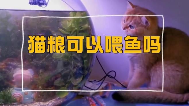 貓糧和魚糧哪個健康，貓糧和魚糧哪個健康在寵物食品的選擇上，貓糧與魚糧哪個健康