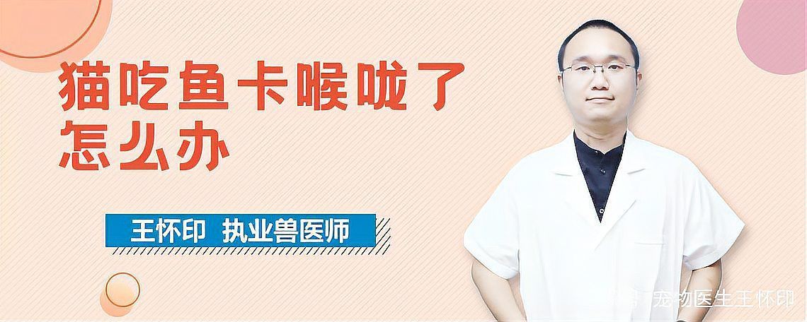 貓把魚刺也吃到肚子里了，貓把魚刺也吃到肚子里了這一情況令人不禁為其健康擔憂