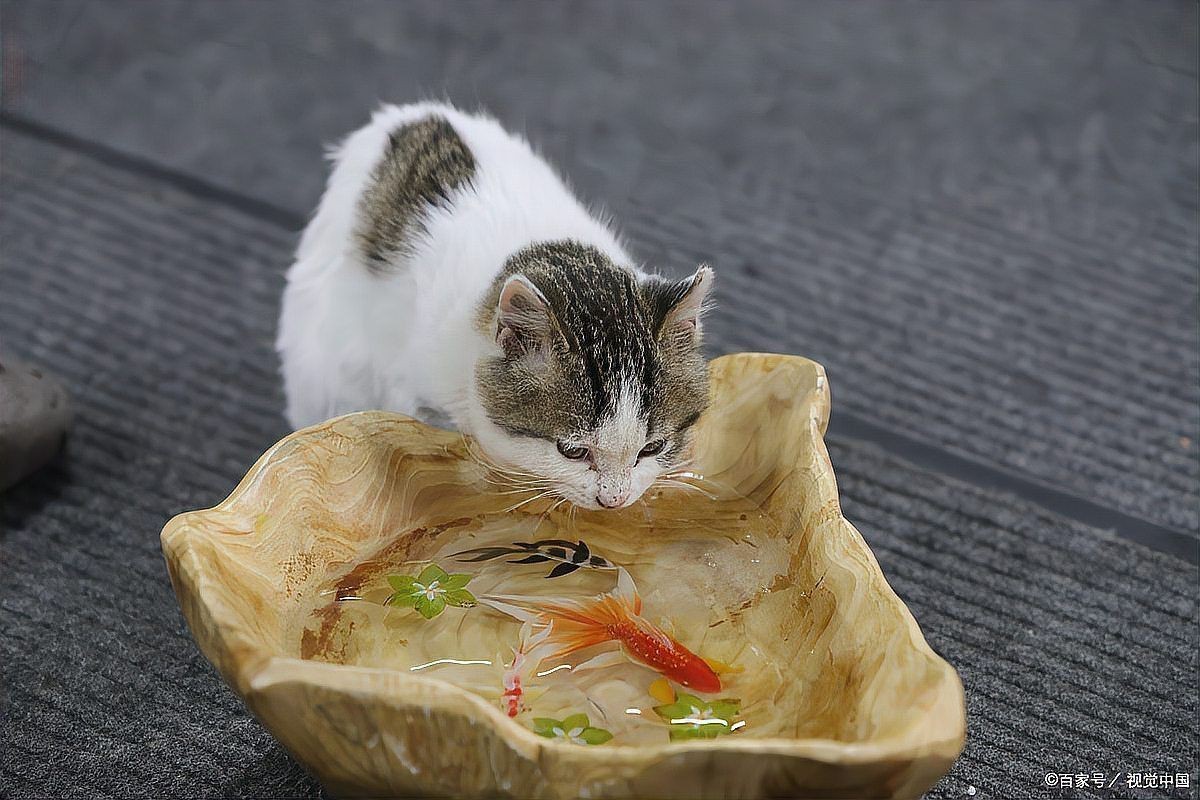 貓把魚刺也吃到肚子里了，貓把魚刺也吃到肚子里了這一情況令人不禁為其健康擔憂