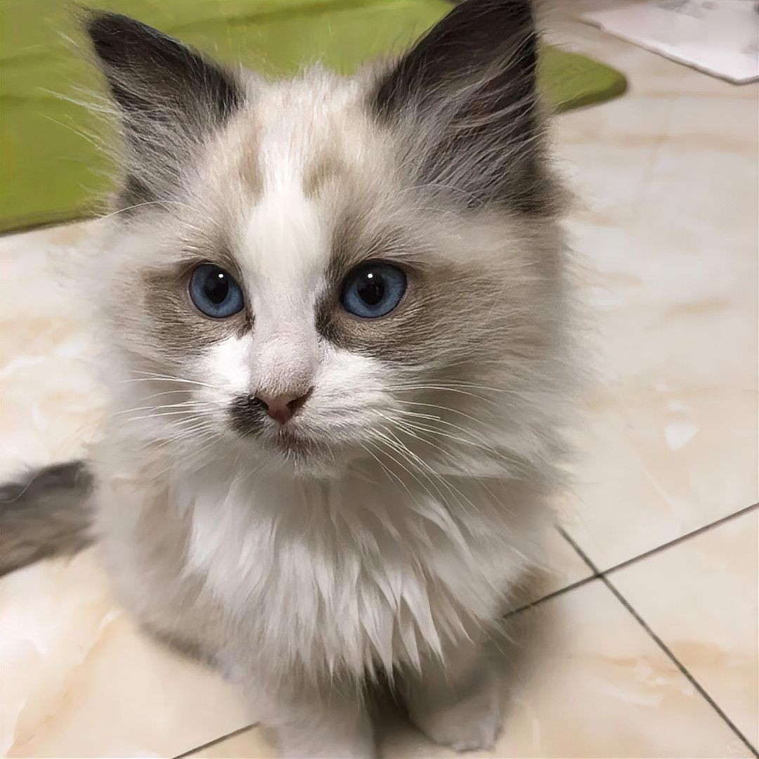 貓把魚刺也吃到肚子里了，貓把魚刺也吃到肚子里了這一情況令人不禁為其健康擔憂